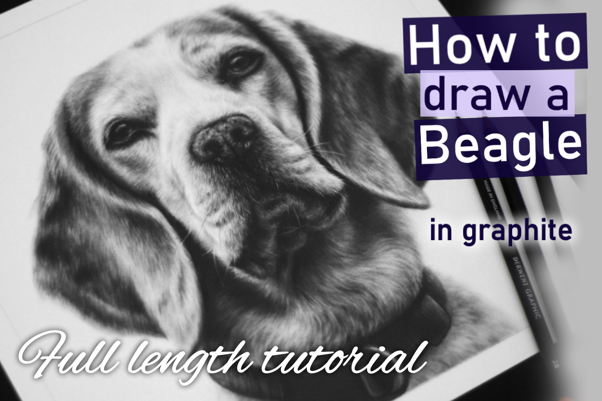 Beagle in graphite