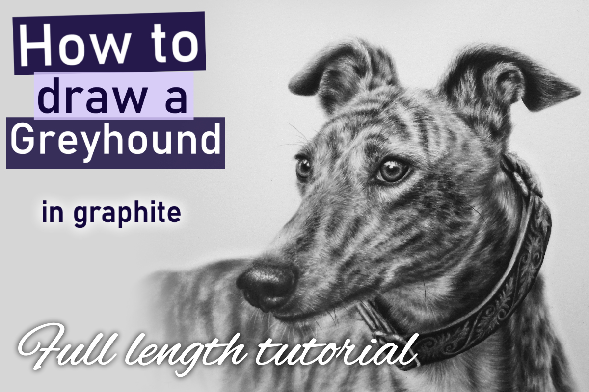 Greyhound in graphite